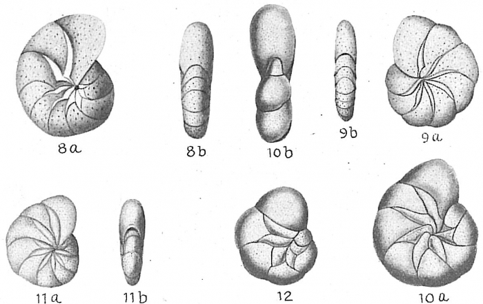 Nonion stelligerum Nonion stelligerum