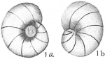 Chromista - Foraminifera (foraminifers)