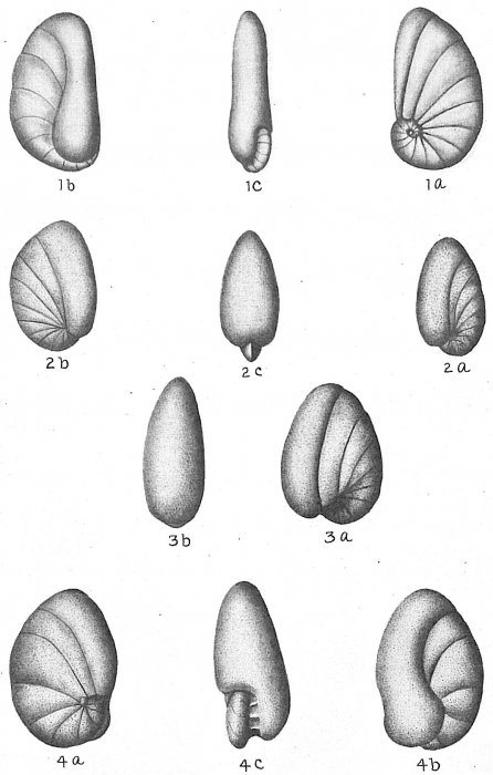 Nonionella turgida