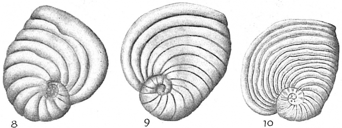 Peneroplis bradyi Peneroplis bradyi