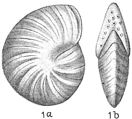 Peneroplis carinatus