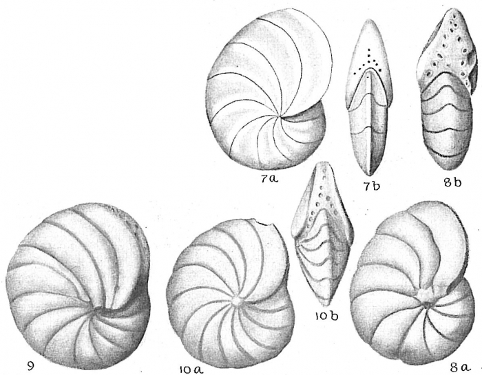 Peneroplis carinatus Peneroplis carinatus