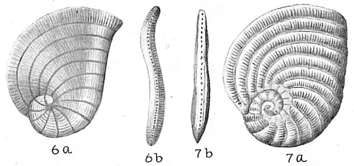 Peneroplis planatus