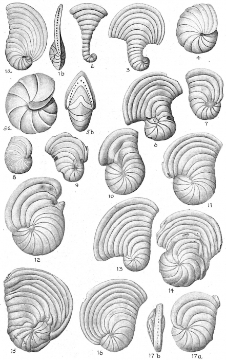 Peneroplis proteus Peneroplis proteus
