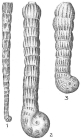 Spirolina acicularis