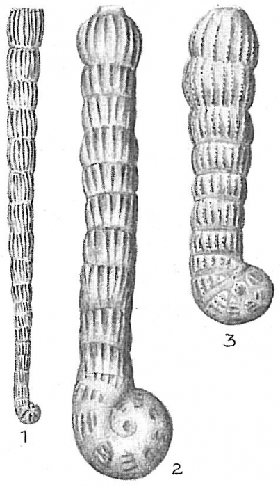 Spirolina acicularis Spirolina acicularis