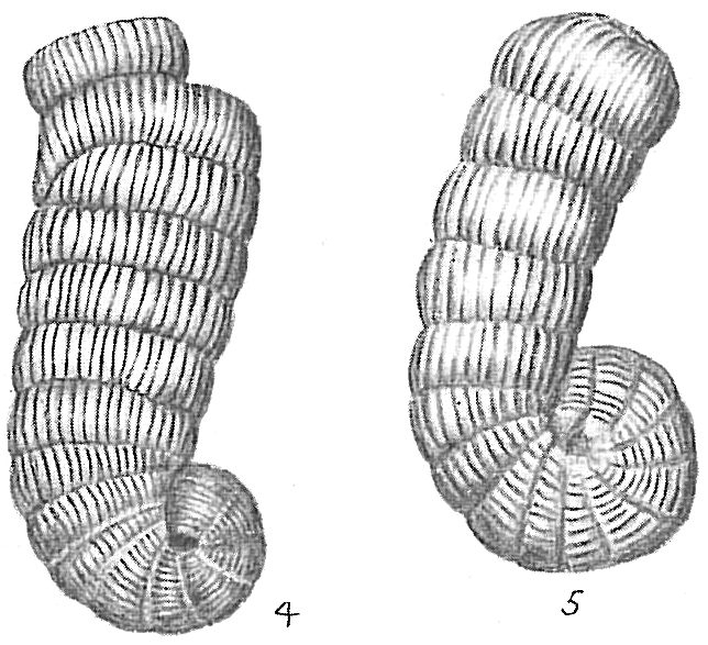 Spirolina arietinus Spirolina arietinus