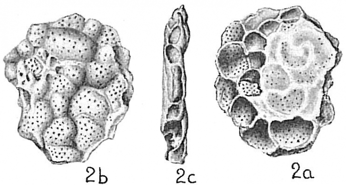 Acervulina inhaerens Acervulina inhaerens