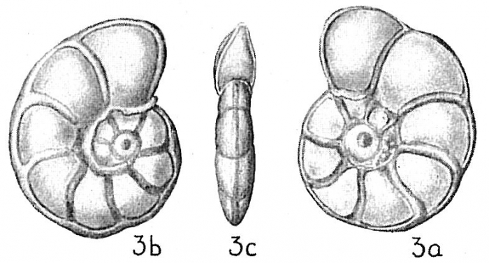 Anomalina balthica Anomalina balthica
