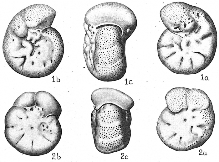 Anomalina coronata crassa Anomalina coronata crassa