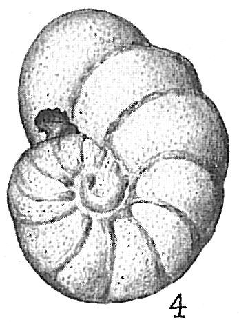 Anomalina edwardsiana Anomalina edwardsiana