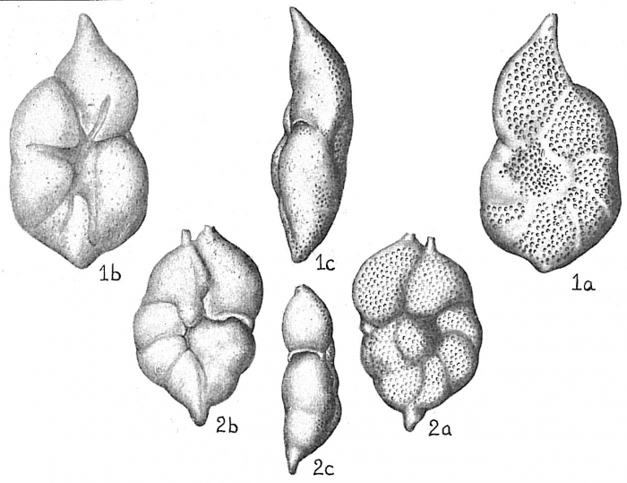 Anomalina semipunctata Anomalina semipunctata