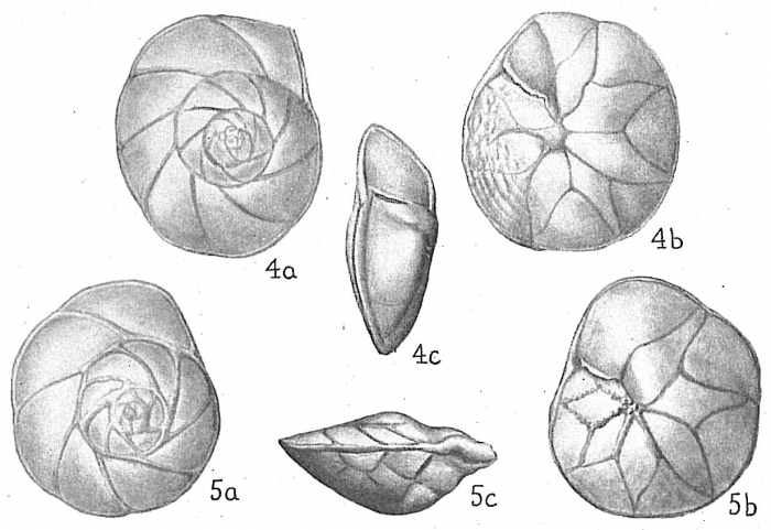 Asterigerina carinata Asterigerina carinata