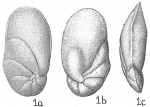 Chromista - Foraminifera (foraminifers)