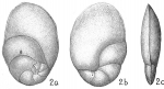 Chromista - Foraminifera (foraminifers)