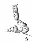 Cibicidella variabilis