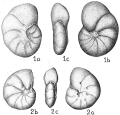 Chromista - Foraminifera (foraminifers)