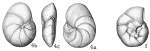 Cibicides concentrica