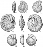 Cibicides floridana