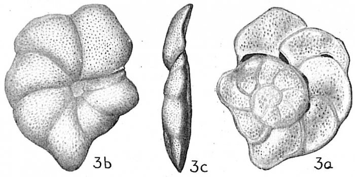 Cibicides lobatula Cibicides lobatula