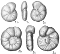 Chromista - Foraminifera (foraminifers)