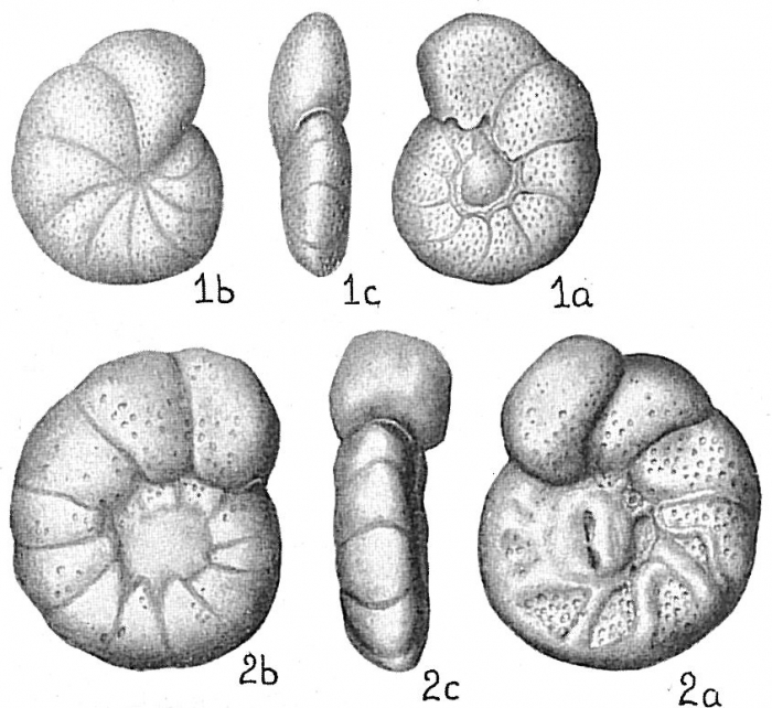 Cibicides pseudoungeriana Cibicides pseudoungeriana