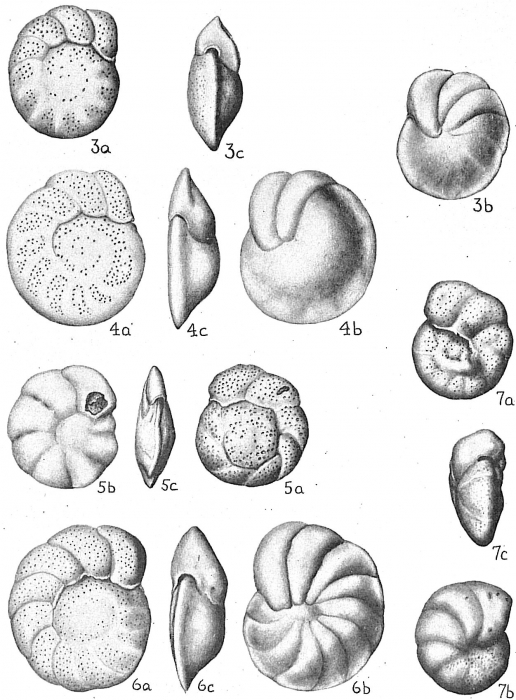 Cibicides pseudoungeriana Cibicides pseudoungeriana