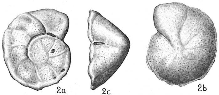 Cibicides refulgens Cibicides refulgens