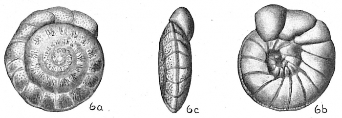Cibicides robertsoniana