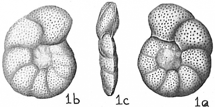 Cibicides sp. Cibicides sp.