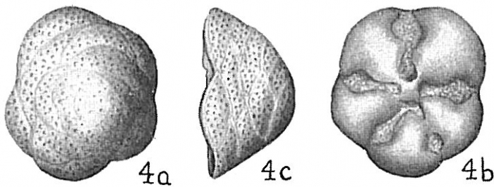Cymbaloporetta squammosa Cymbaloporetta squammosa