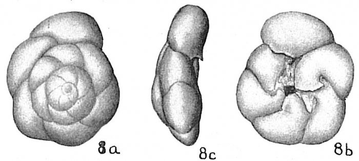 Discorbis advena Cushman, 1922 Lectotype