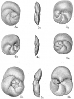 Discorbis bertheloti floridensis