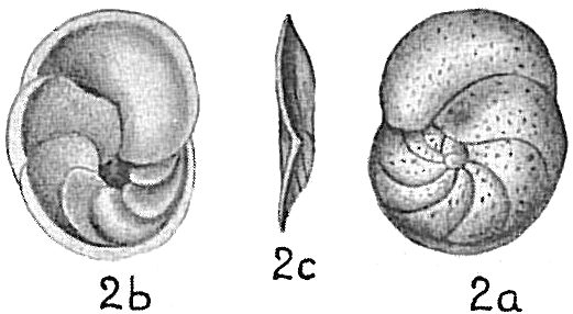 Discorbis bertheloti Discorbis bertheloti