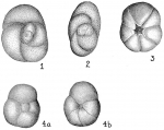 Chromista - Foraminifera (foraminifers)