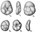 Chromista - Foraminifera (foraminifers)