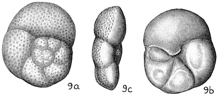 Discorbis globularis