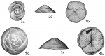 Chromista - Foraminifera (foraminifers)