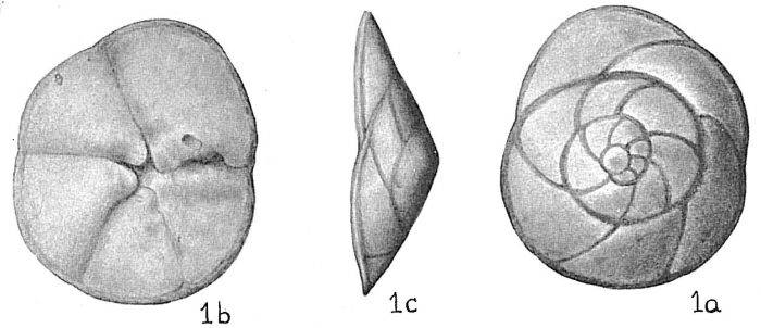Discorbis nitida Discorbis nitida