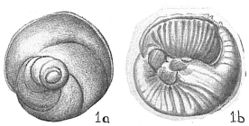 Discorbis orbicularis var. selseyensis