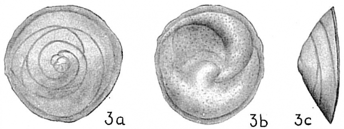 Discorbis orbicularis Discorbis orbicularis