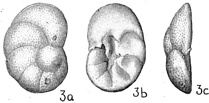 Discorbis valvulata Discorbis valvulata