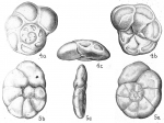 Chromista - Foraminifera (foraminifers)