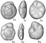 Chromista - Foraminifera (foraminifers)