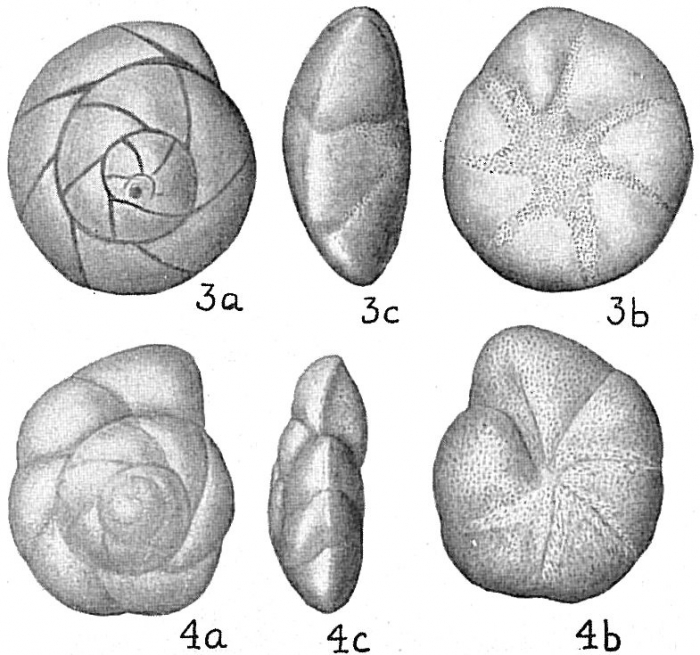 Eponides frigida calida Eponides frigida calida
