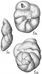 Chromista - Foraminifera (foraminifers)