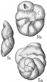 Eponides lateralis