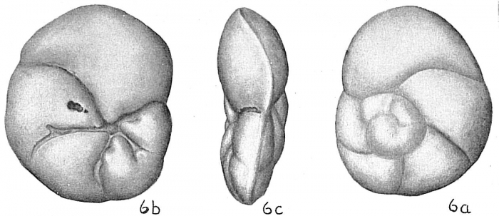 Eponides punctulata