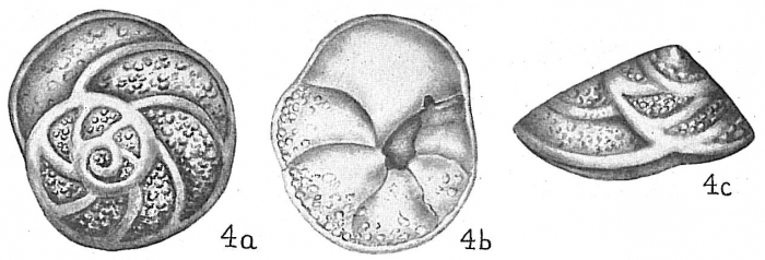 Eponides repanda concamerata