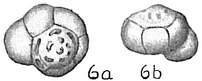 Eponides tumidula Eponides tumidula